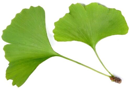 Το Insuvit περιέχει το ginkgo bilobe